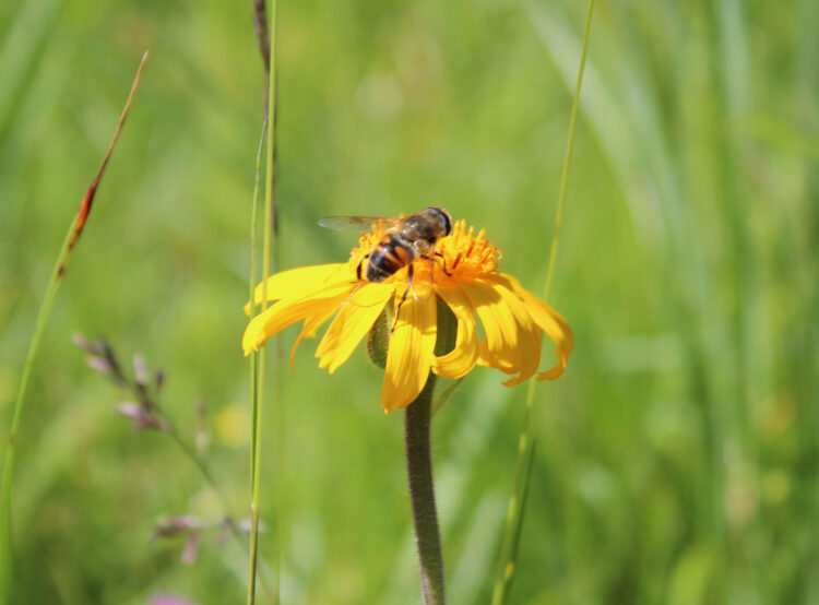 Echte Arnika (Arnica montana)