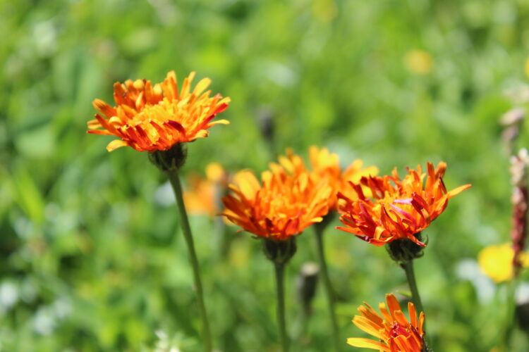 Verschiedene Blumen